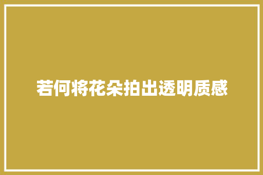 若何将花朵拍出透明质感
