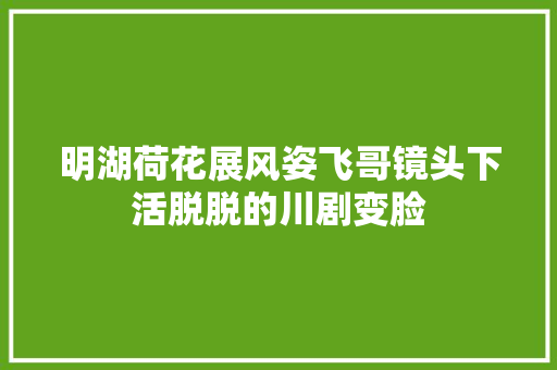 明湖荷花展风姿飞哥镜头下活脱脱的川剧变脸