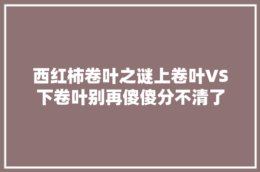 西红柿卷叶之谜上卷叶VS下卷叶别再傻傻分不清了