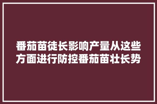 番茄苗徒长影响产量从这些方面进行防控番茄苗壮长势好