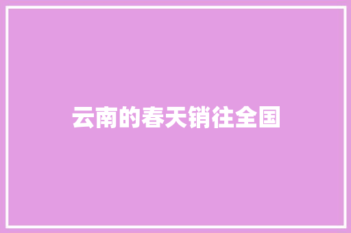 云南的春天销往全国