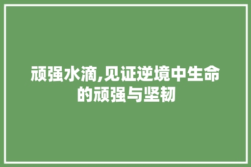 顽强水滴,见证逆境中生命的顽强与坚韧