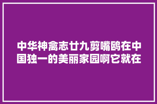 中华神禽志廿九剪嘴鸥在中国独一的美丽家园啊它就在那里